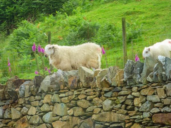 Villa Tyn Llwyn Dolgellau Esterno foto